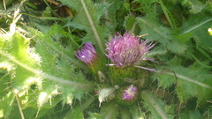 Cirsium acaule esculentum