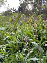 Persicaria decipiens