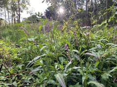 Persicaria decipiens
