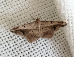 Chiasmia simplicilinea