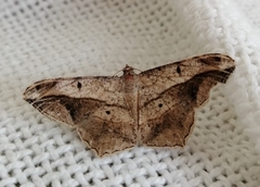 Chiasmia simplicilinea