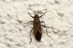 Arocatus rusticus