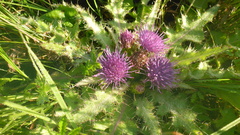 Cirsium acaule esculentum