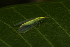 Apertochrysa edwardsi