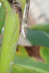 Anolis quercorum