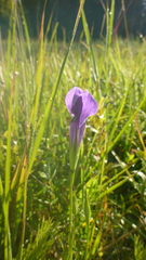 Gentianopsis barbata