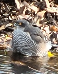Accipiter nisus