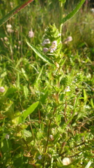 Euphrasia stricta