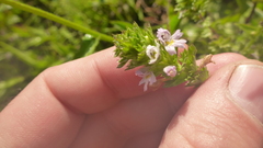 Euphrasia stricta
