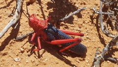 Phymateus morbillosus