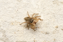 Maratus griseus