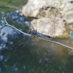 Orthetrum triangulare