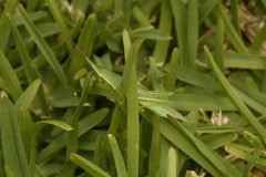 Atractomorpha australis