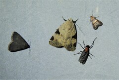 Oglasa prionosticha