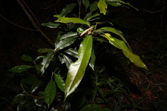 Elaeocarpus kirtonii