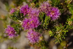 Melaleuca trichophylla