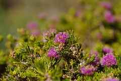 Melaleuca trichophylla