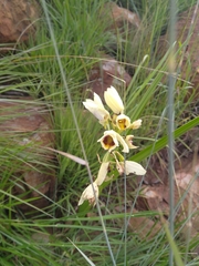 Eulophia welwitschii