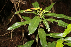 Elaeocarpus kirtonii