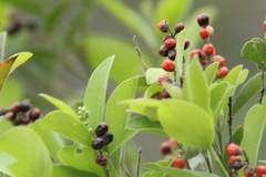 Citharexylum