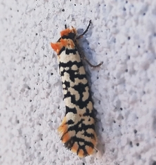 Moerarchis clathrata