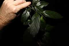 Alangium polyosmoides