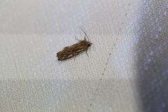 Meyrickella torquesauria