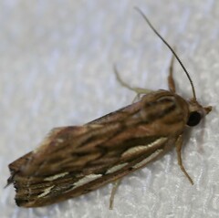 Meyrickella torquesauria