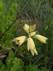 Eulophia welwitschii