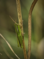Aptenopedes sphenarioides
