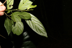 Alangium polyosmoides