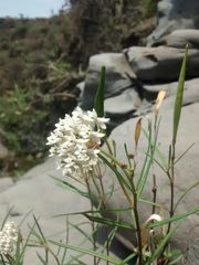 Asclepias angustifolia