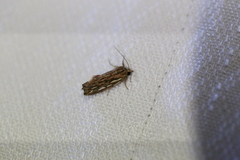 Meyrickella torquesauria