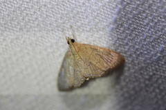 Hyalobathra crenulata