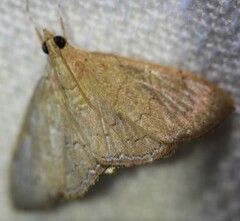 Hyalobathra crenulata