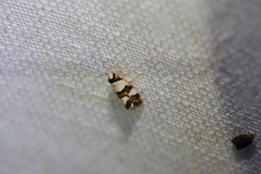 Philenora aspectalella