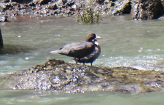 Hymenolaimus malacorhynchos