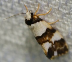 Philenora aspectalella