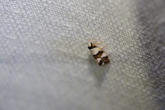 Philenora aspectalella