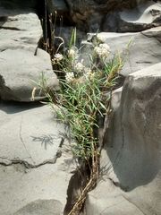 Asclepias angustifolia