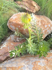 Berkheya seminivea