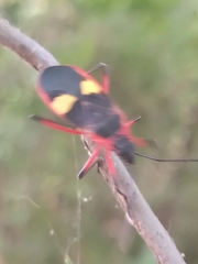 Dysdercus albofasciatus
