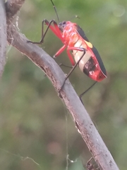 Dysdercus albofasciatus