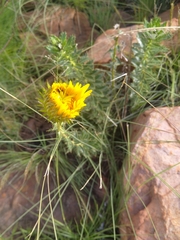 Berkheya seminivea