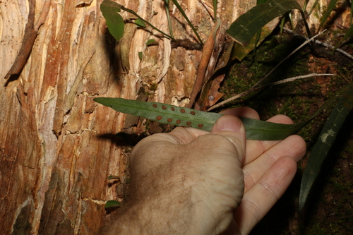 Image of Strap Fern (Dictymia brownii) by (c) Greg Tasney, some rights reserved (CC BY-SA)