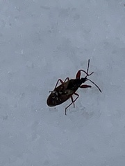 Gastrodes abietum