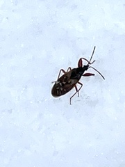 Gastrodes abietum
