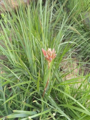 Aloe verecunda