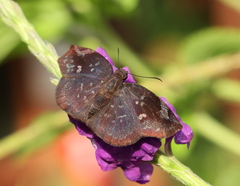 Achlyodes