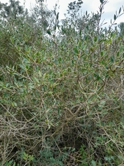 Phillyrea angustifolia